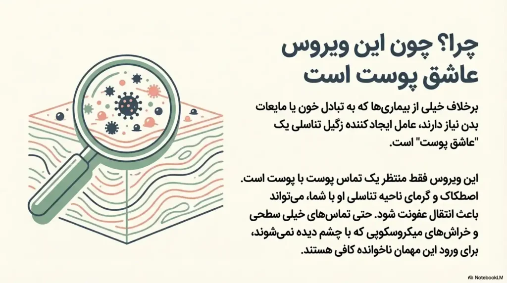 چرا این امکان وجود دارد که حتی با یکبار رابطه جنسی زگیل تناسلی بگیریم؟